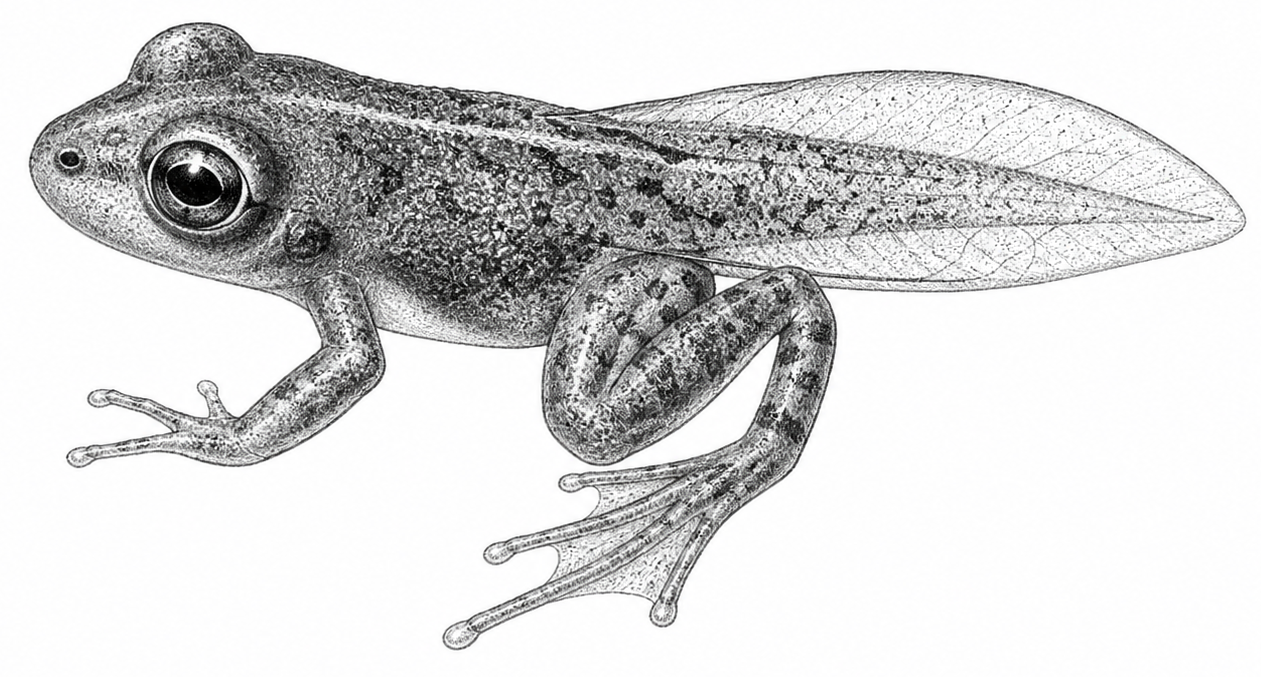 Epiblast froglet illustration
